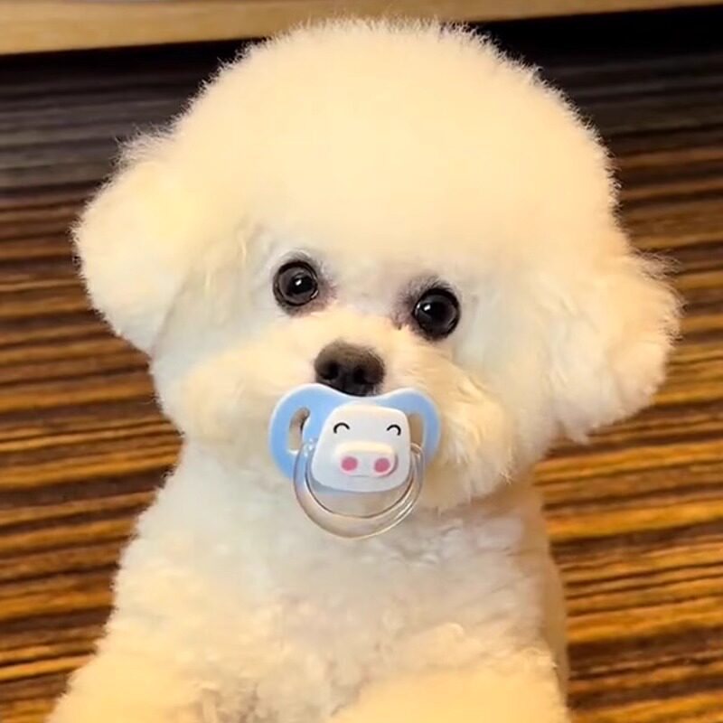 狗狗专用安抚仿生奶嘴宠物玩具幼犬磨牙解闷幼犬比熊猫咪新生睡觉,宠物/宠物食品及用品,饮水器/水壶/水头,淘宝优惠券,粉丝福利购,淘宝优惠卷