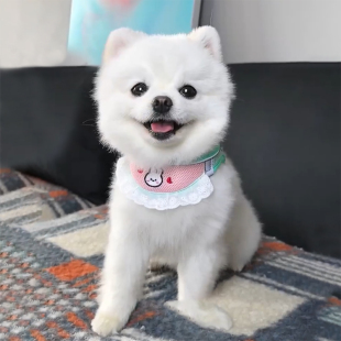 狗狗口水巾防挣脱牵引绳可爱猫咪胸背带式比熊外出宠物遛狗绳用品