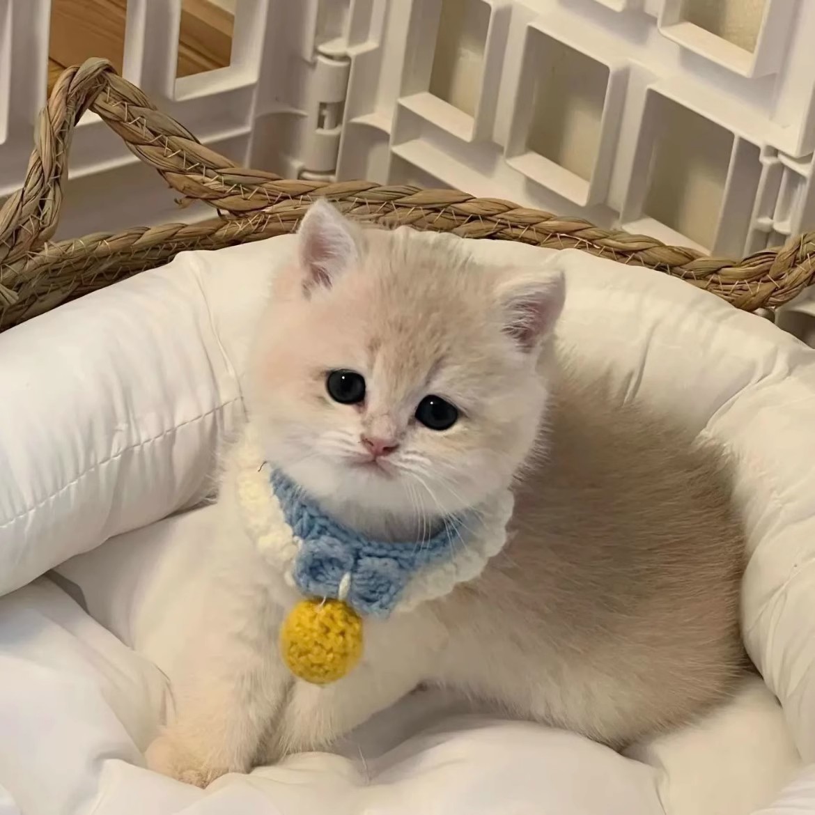 猫咪项圈手工钩织无声铃铛围巾