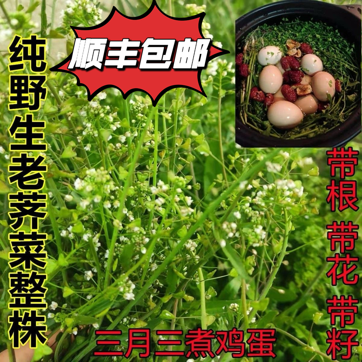 （顺丰包邮）野生老荠菜带根带籽月子煮鸡蛋新鲜三月三老荠菜月子