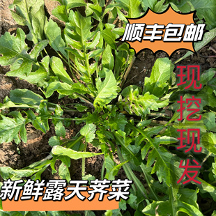 包邮 河南露天大叶荠菜新鲜现挖荠荠菜地丁野生当季 野菜馄饨馅顺丰