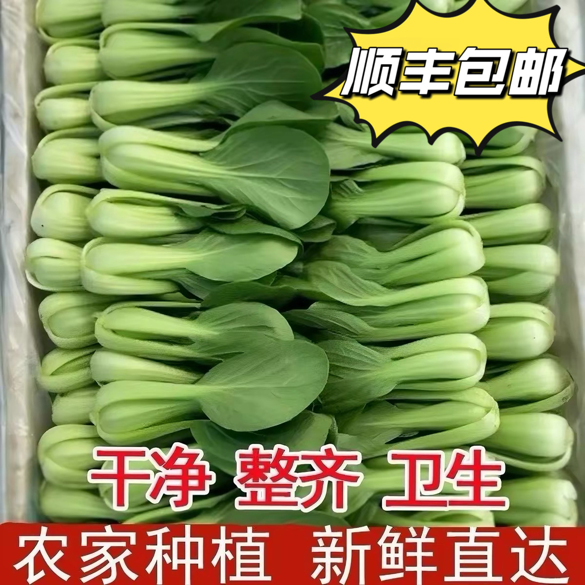 顺丰冷链自家种植上海青