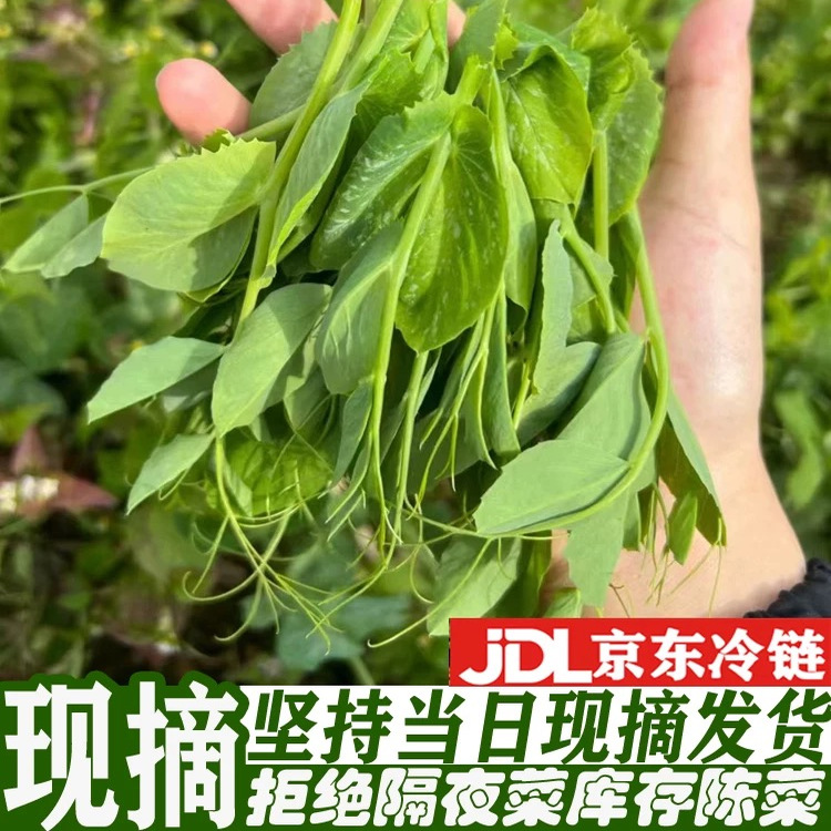 四川豌豆尖现摘现发应季蔬菜包邮