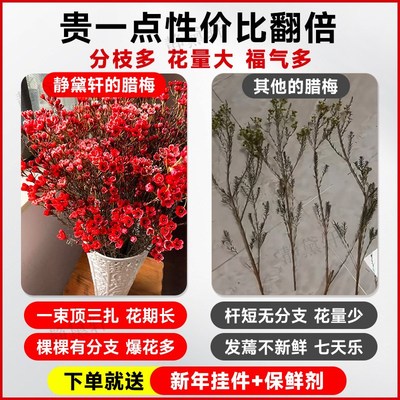 极速澳洲a腊梅鲜花水培鲜枝干枝室内插花年宵花卉植物过年真花蜡
