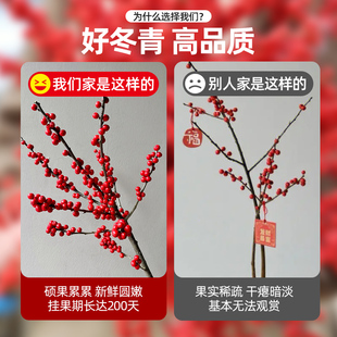 极速北美冬青红果鲜花银柳水养进口鲜枝年宵花卉室内X水培植物真