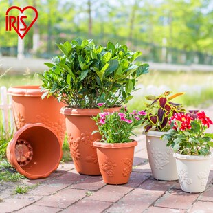 爱丽丝加仑塑料爱丽思肉肉花盆大口径兰花绿萝清仓家用加厚种植
