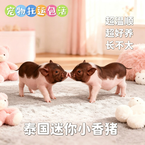 迷你泰国小香猪长不大宠物猪