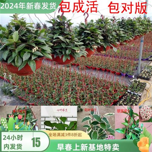 绿球兰苗盆院栽植叶球兰花苗垂吊攀爬M0K4y7Mn庭阳台植物金边球兰