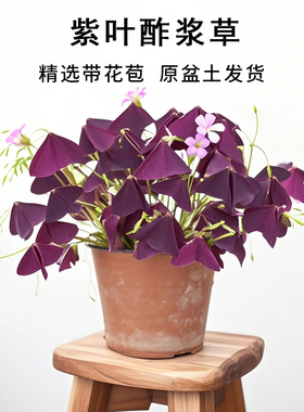 紫叶酢浆草种球根紫色炸浆草种子三叶草盆栽苗炸浆草花卉四季开花