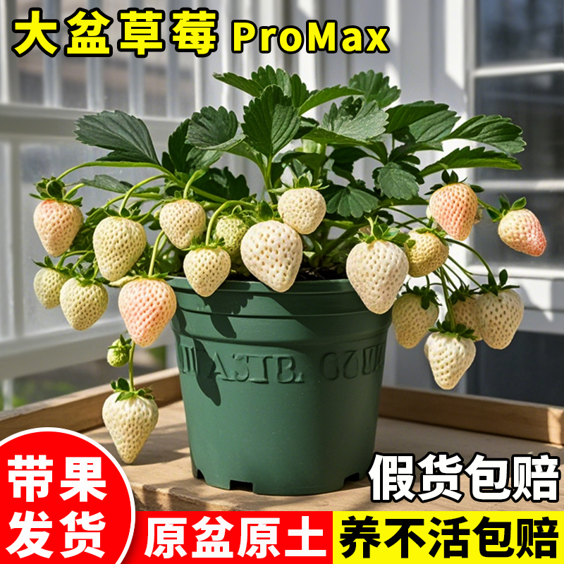 特大白草莓苗秧盆栽秋冬季带果