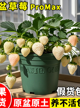 特大白草莓苗秧盆栽秋冬季带果四季结果原土盆淡雪奶油丹东99阳台