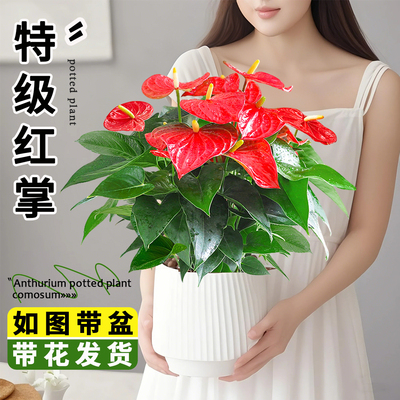 红掌盆栽带花水培大叶大花绿植花卉四季开鲜花苗客厅室内好养易活