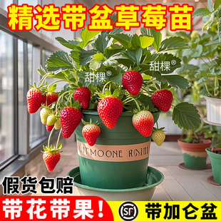 草莓苗秧四季结果盆栽原盆原土牛奶油隋珠红颜淡雪黑珍珠新苗批发