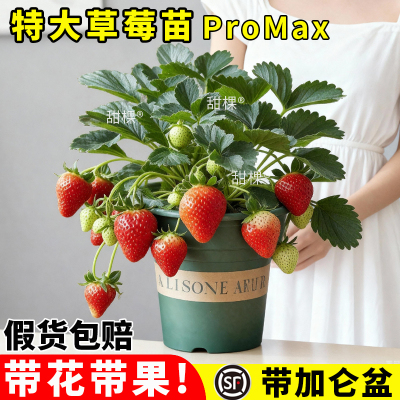 草莓苗秧盆栽四季结果特大号