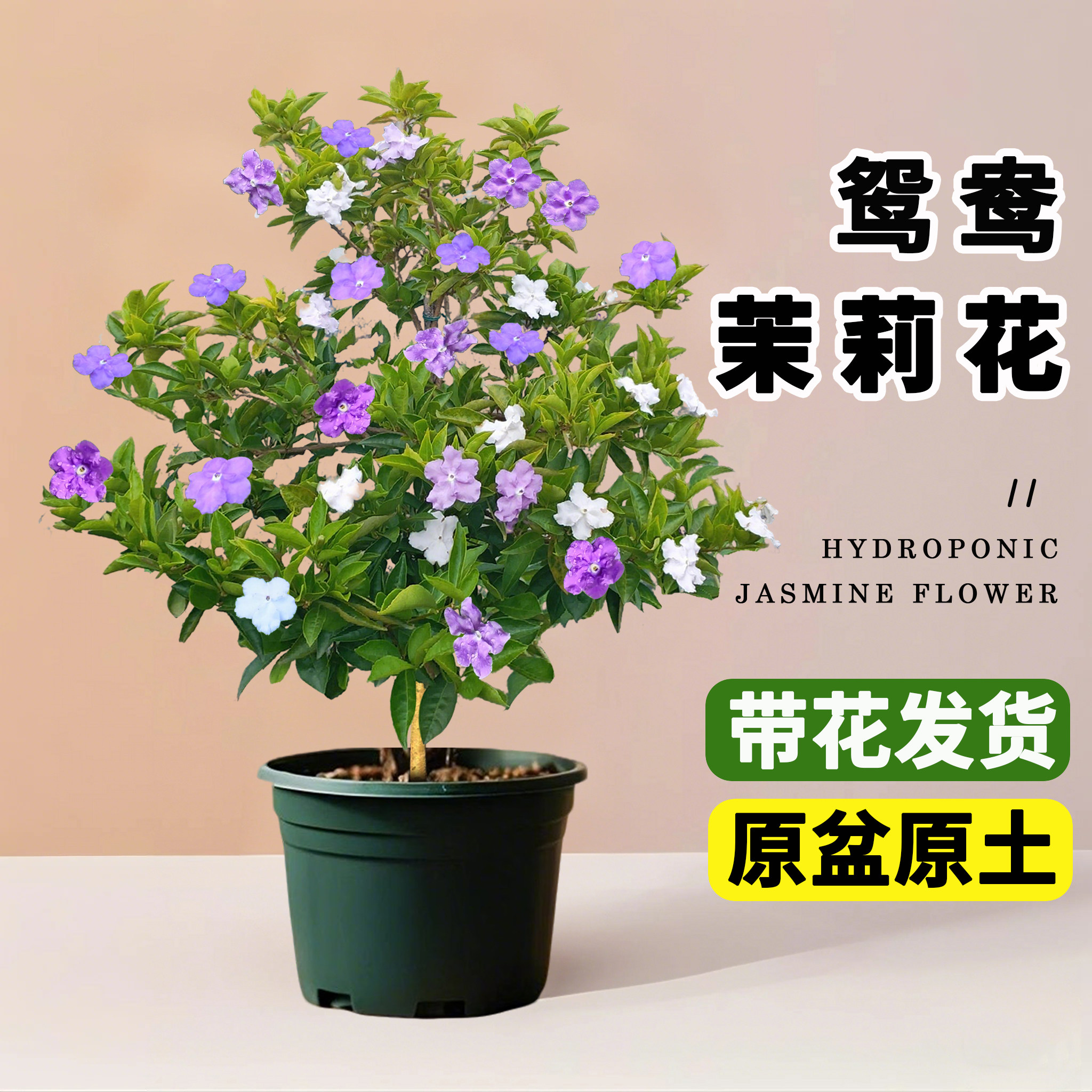 四季双色茉莉盆栽老桩带花苞鸳鸯浓香型虎头茉莉花大苗独杆棒棒糖