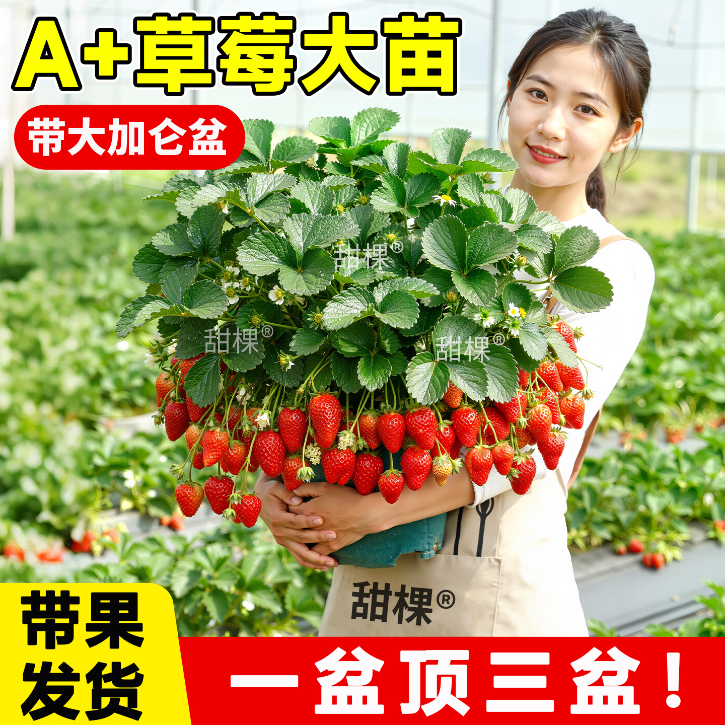 特大草莓苗秧盆栽冬季奶油草莓