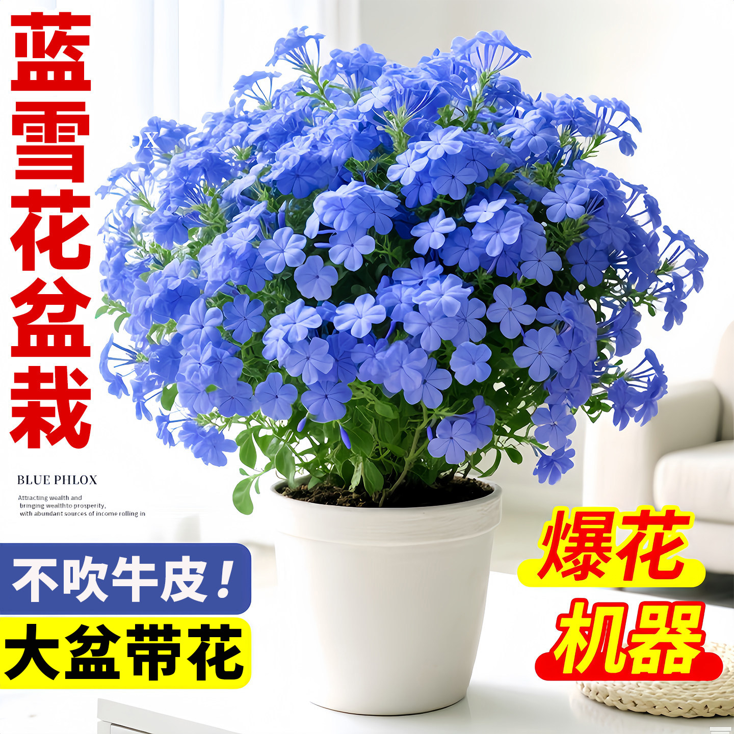 蓝雪花带花苞盆栽棒棒糖老桩大苗特大号绿植花卉苗四季爬藤开花苗