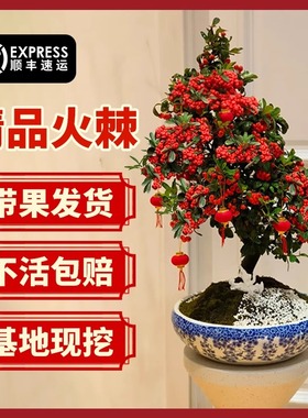 火棘盆景树苗老桩盆栽吉祥果年宵花卉室内外阳台庭院四季耐寒绿植