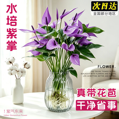 【带花发货】水培紫掌植物