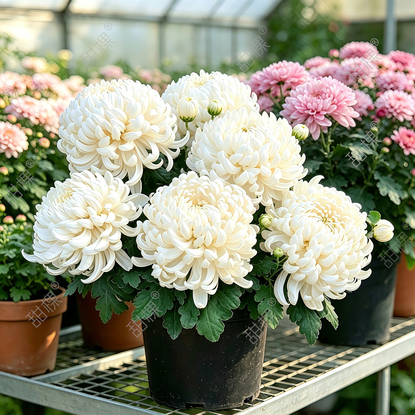 【传统白菊带花苞】特大盆栽苗图片