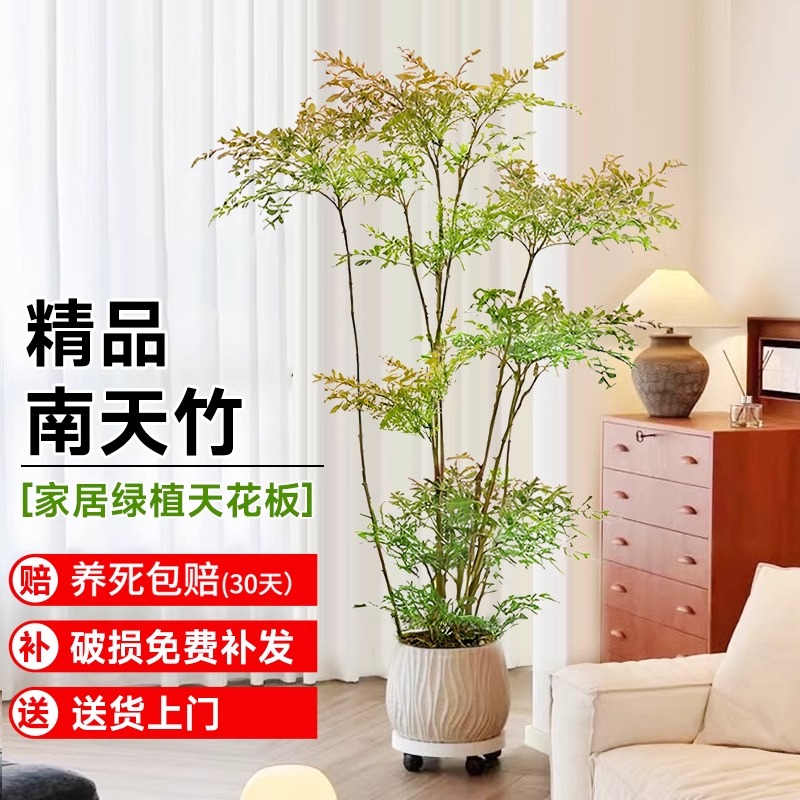 南天竹盆栽客厅大绿植落地