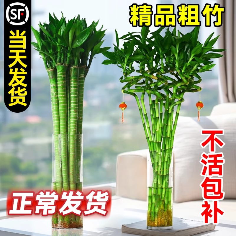 转运竹水培植物客厅招财绿植