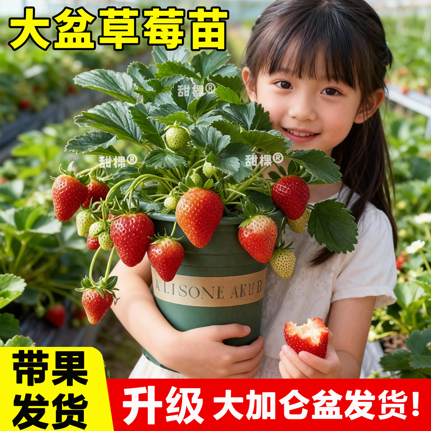 特大号草莓盆栽带果原盆原土