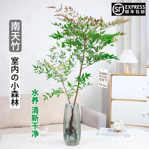 南天竹南天竹水养盆栽水培树苗