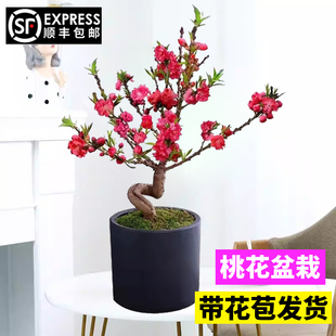 桃花树盆栽活苗盆景观赏小型真树四季开种桃花卉招财室内客厅植物