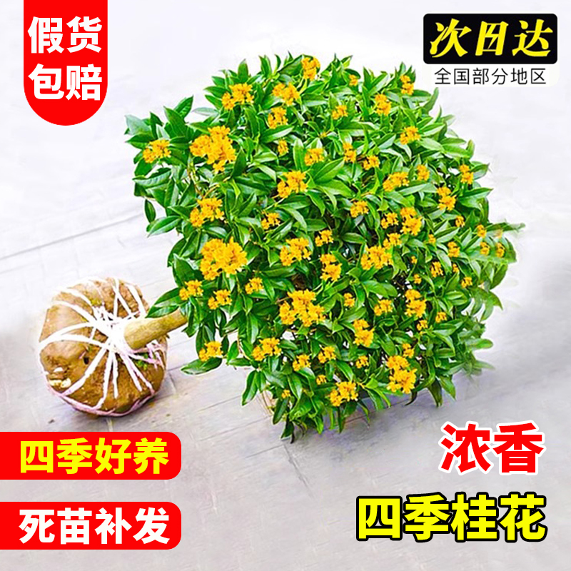 桂花树苗四季桂盆栽庭院花卉四季