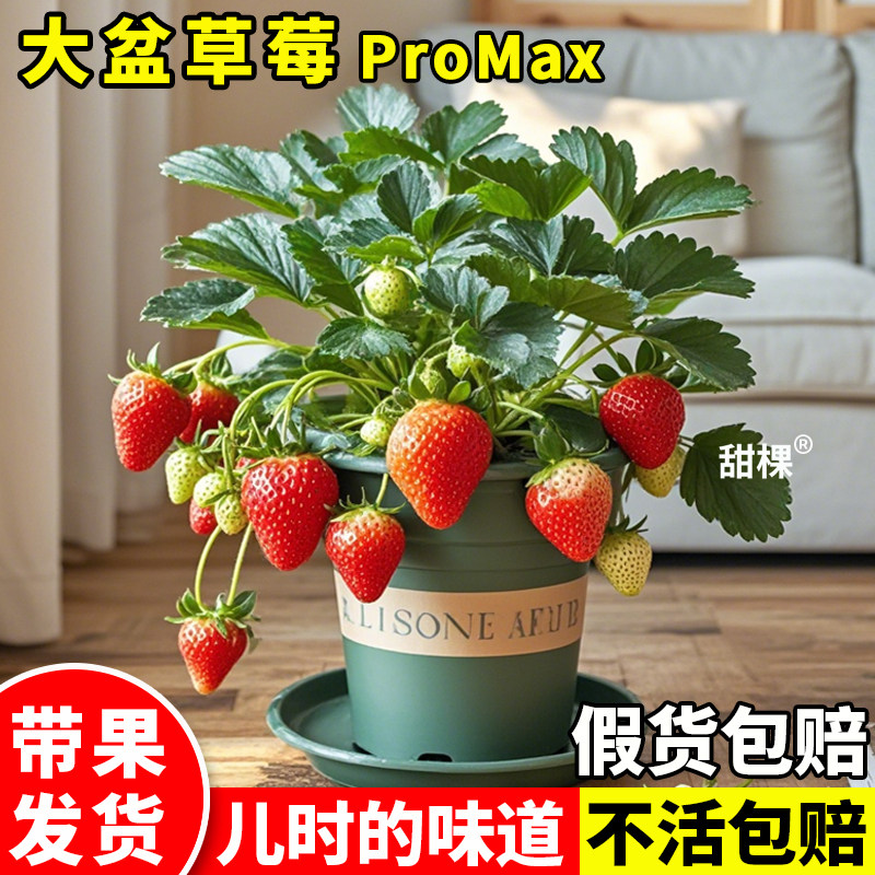 特大草莓苗秧秋冬季带果四季结果盆栽原土原盆奶油丹东99室内阳台,鲜花速递/花卉仿真/绿植园艺,家庭园艺种子,淘宝优惠券,粉丝福利购,淘宝优惠卷