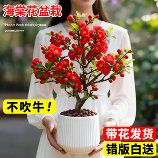 海棠花盆栽带花苞垂丝海棠四季老桩庭院树苗植物开花耐寒耐冻花卉