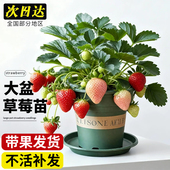 特大草莓带果盆栽秧苗阳台果树苗带盆四季 结果牛奶油天使隋珠新苗