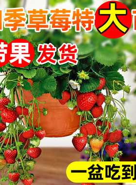 冬季草莓苗秧盆栽带果带花四季结果奶油丹东99阳台带盆带土特大苗
