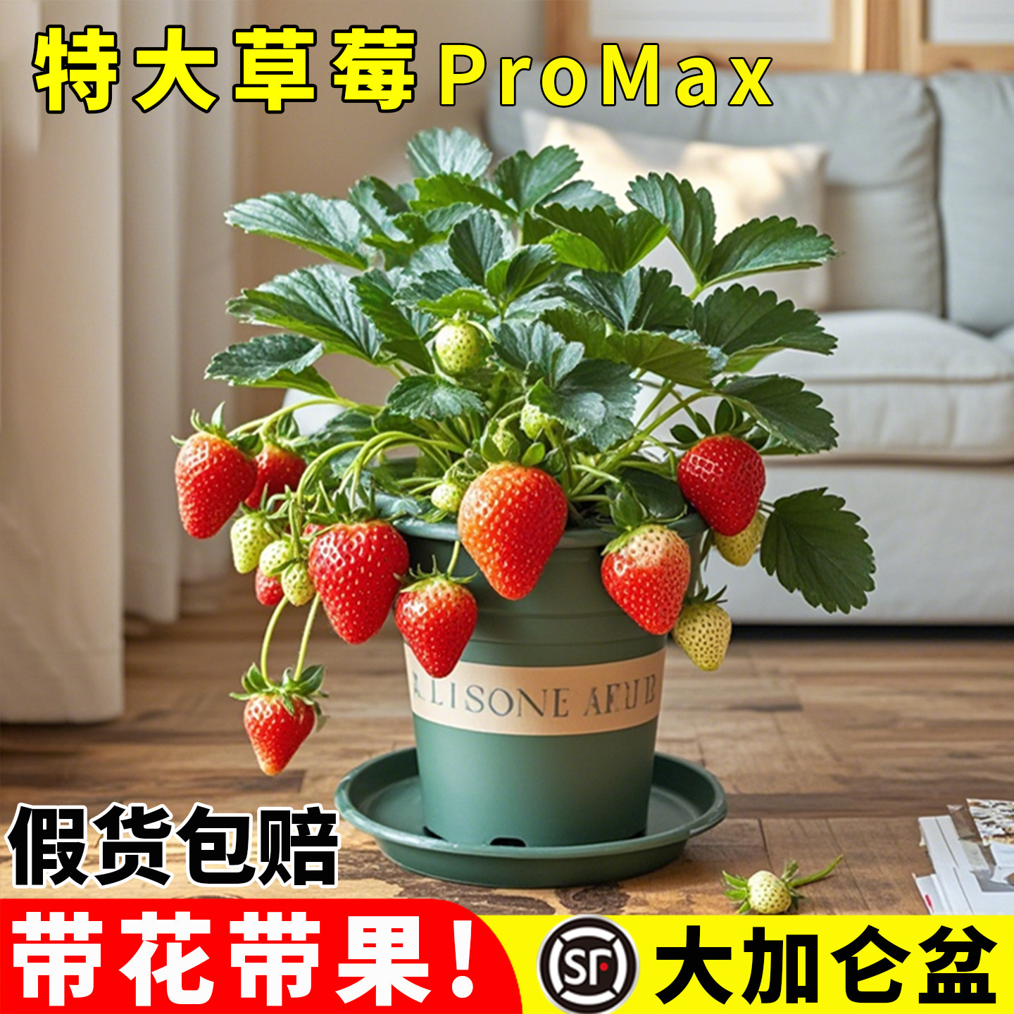 特大草莓苗秧盆栽带果原土原盆四季结果奶油玄玉新苗室内阳台果树,鲜花速递/花卉仿真/绿植园艺,种苗/半成品盆栽,淘宝优惠券,粉丝福利购,淘宝优惠卷