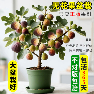 无花果树特大果矮化盆栽
