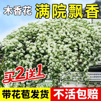 白木香花苗庭院阳台四季开花