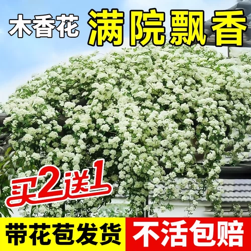 Белые деревянные саженцы цветочных деревьев с цветочными бухами для подъема виноградной лозы