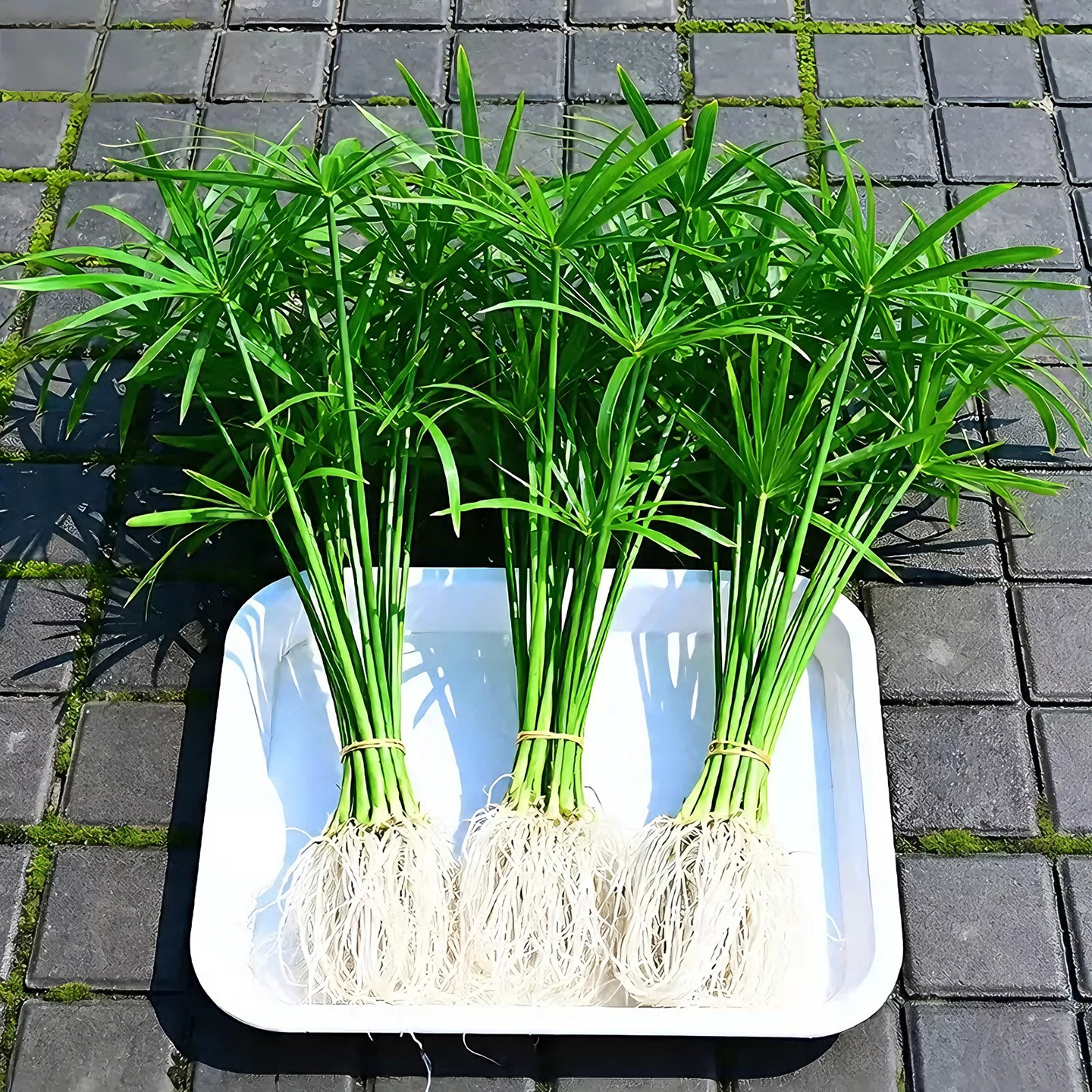 【净化水质】水竹水培植物图片