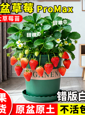 大盆草莓盆栽带果特大号带盆栽好秧苗可食用牛奶草莓丹东室内阳台