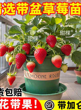 牛奶草莓苗秧四季结果盆栽特大号原盆原土隋珠红颜淡雪黑珍珠新苗