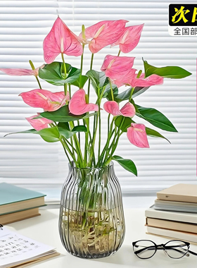 水培植物粉掌带花红掌盆栽室内客厅好养活四季开鲜花一帆风顺花卉