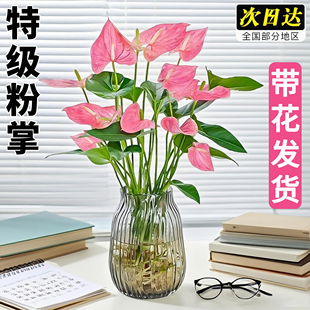 水培植物粉掌带花红掌盆栽室内客厅好养活四季开鲜花一帆风顺花卉