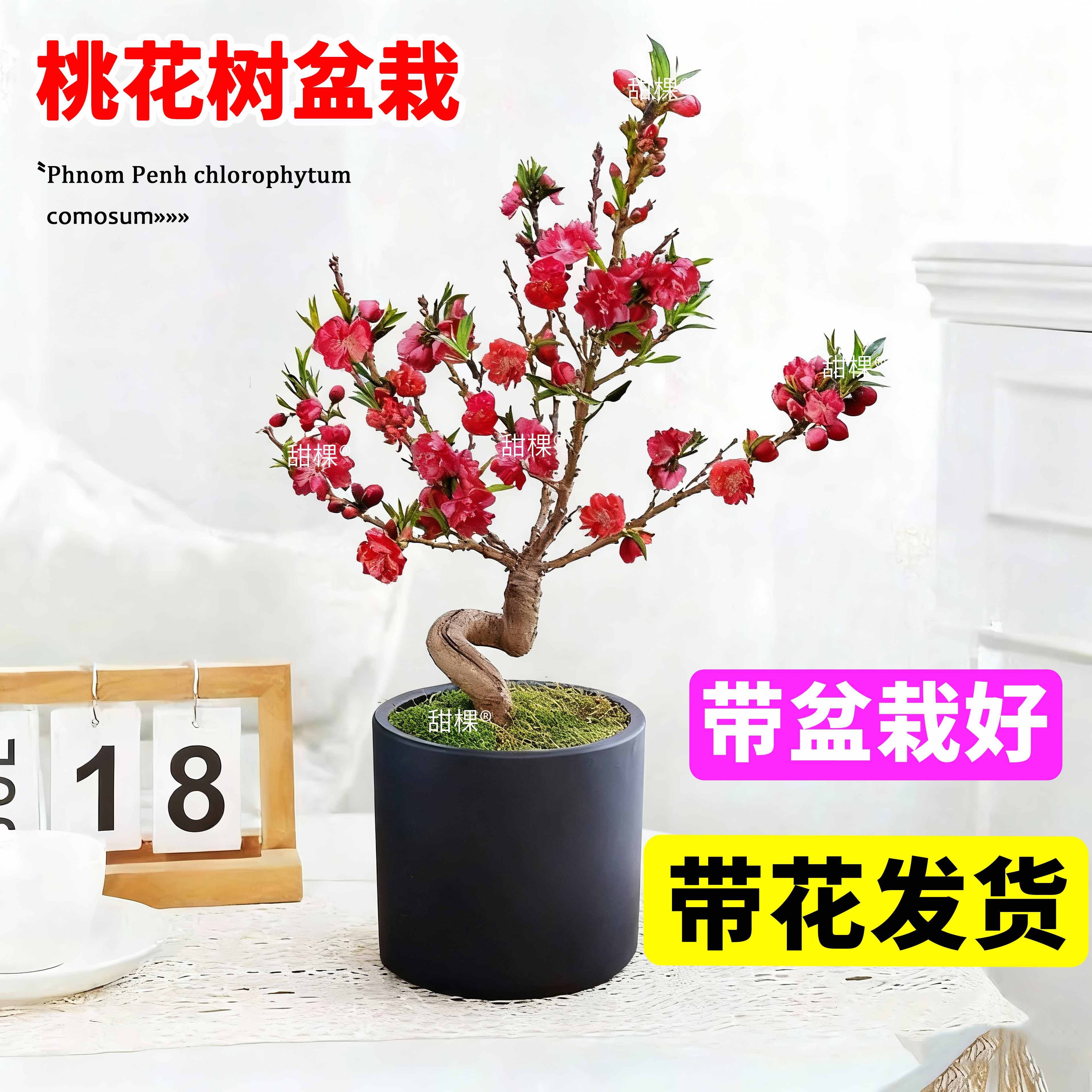带盆栽好桃花盆栽活苗带花苞寿星桃老桩客厅室内风水观赏种真桃树,鲜花速递/花卉仿真/绿植园艺,绿植,淘宝优惠券,粉丝福利购,淘宝优惠卷