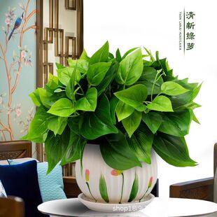 仿真绿萝绿植套装塑料植物家居室内客厅茶几绿叶盆栽阳台装饰品
