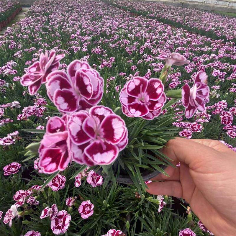 超美石竹苗大花四季开花耐寒耐旱庭院绿化好养多色常绿欧石竹工程