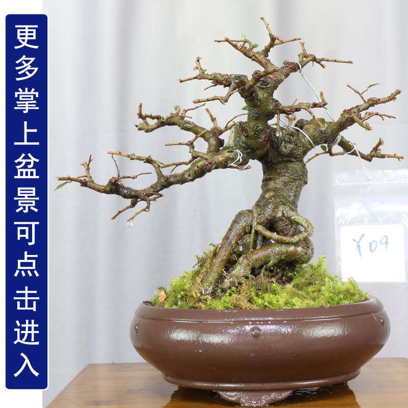 掌中宝盆景红芽雀梅盆景榆树小叶榔榆盆景胡椒木盆景对节白蜡盆景