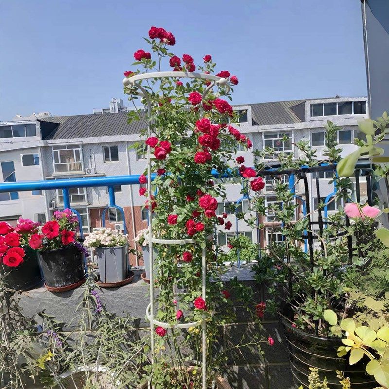 伞形铁艺月季铁线莲攀爬爬藤花架支撑杆户外庭院室外花园植物架子