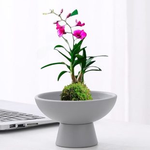 托盘竹现代球蕨类花盆 米插花水培花盆盘苔藓家用简约陶瓷茶点日式