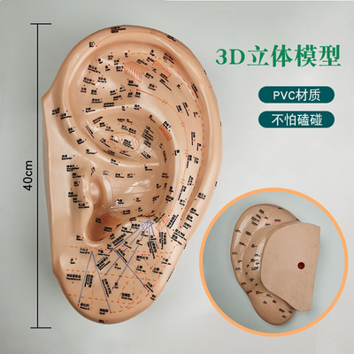 。耳朵模型超大号针灸反射区穴位教学工具中医中英文可扎针高清刻